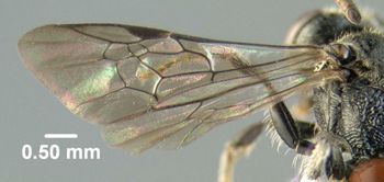 Media type: image;   Entomology 610765 Aspect: wing